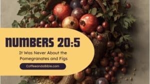 numbers 20