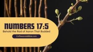 numbers 17