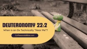 deuteronomy 22:3