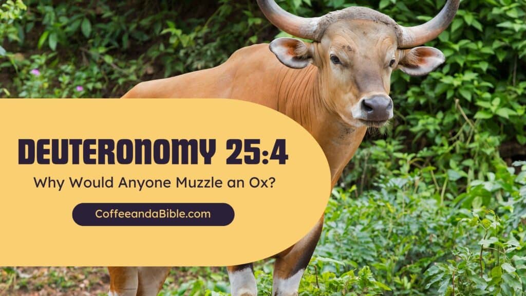 deuteronomy 25:4